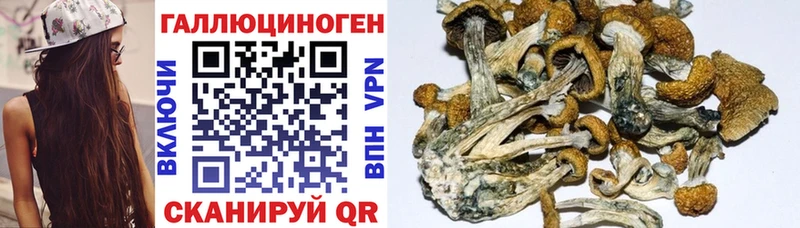 Псилоцибиновые грибы мицелий  закладки  Кяхта 